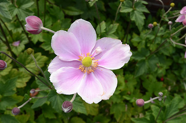 Image showing Single Japanese Anemone 