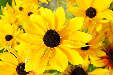 Image showing Rudbeckia Flowers 