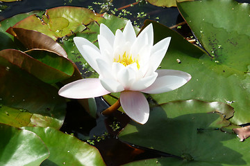 Image showing Water Lilly 