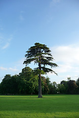 Image showing Lydiard Park Trees 