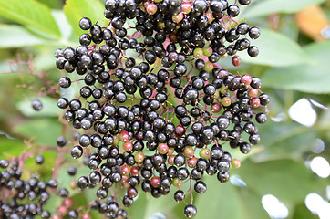 Image showing Black Spherical Berries 