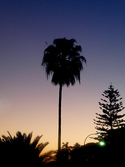 Image showing Silhouetted Palm Tree