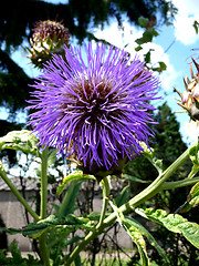 Image showing Thistle Flower