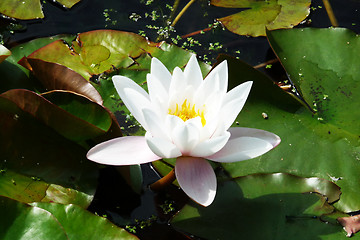 Image showing Water Lilly 