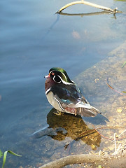 Image showing Mandarin Duck 