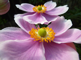 Image showing Close Up Japanese Anemone