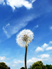 Image showing Dandelion Clock