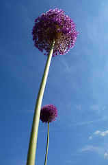 Image showing Spherical Flowers