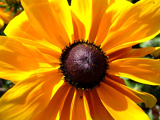 Image showing Rudbeckia Flower 