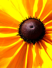 Image showing Rudbeckia Flower 