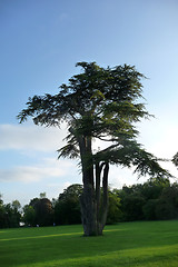 Image showing Lydiard Park Trees 