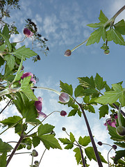 Image showing Underside Of Japanese Anemone 