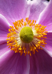 Image showing Close Up Japanese Anemone