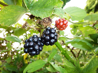 Image showing Blackberries 