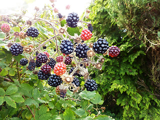 Image showing Blackberries 