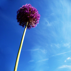 Image showing Spherical Flowers