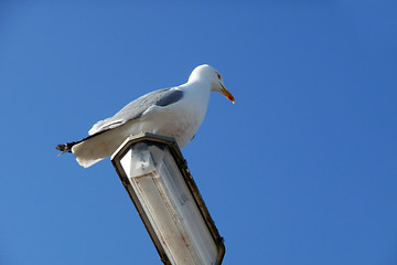 Image showing Seagull On Lamppost