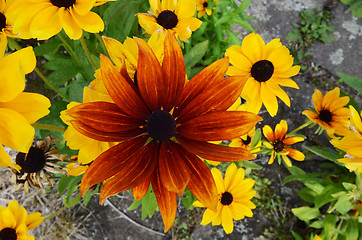 Image showing Rudbeckia Flowers 