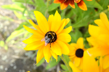 Image showing Bee On Rudbeckia Flowers 