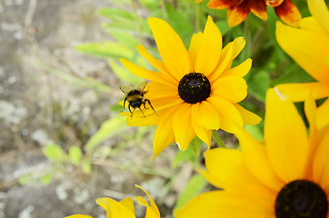 Image showing Bee On Rudbeckia Flowers 