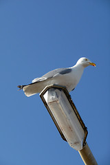 Image showing Seagull On Lamppost