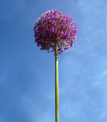 Image showing Spherical Flowers