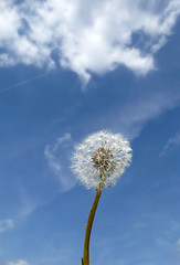 Image showing Dandelion Clock