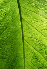 Image showing Green Leaf Texture