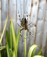 Image showing Spider On Web