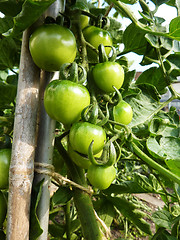 Image showing Green Tomatoes Growing