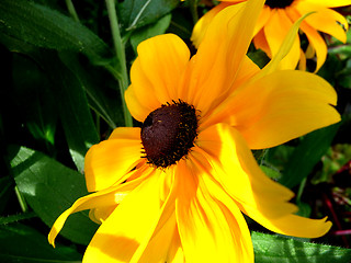 Image showing Rudbeckia Flower 