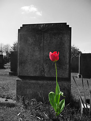 Image showing Rose On My Grave