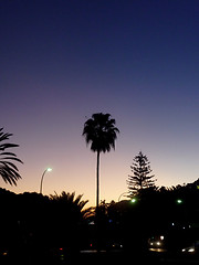 Image showing Silhouetted Palm Tree