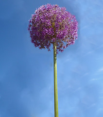 Image showing Spherical Flowers