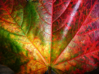 Image showing Autumn Leaf 