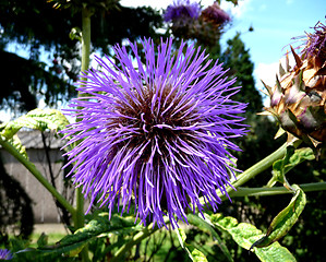 Image showing Thistle Flower