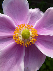 Image showing Close Up Japanese Anemone