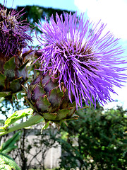 Image showing Thistle Flower