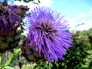 Image showing Thistle Flower