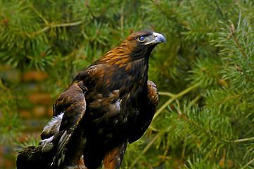 Image showing Golden eagle