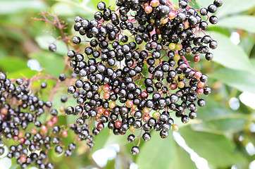 Image showing Black Spherical Berries 