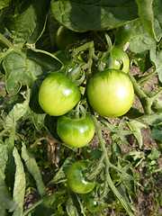 Image showing Green Tomatoes Growing