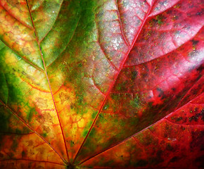 Image showing Autumn Leaf 