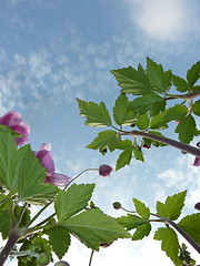 Image showing Underside Of Japanese Anemone 