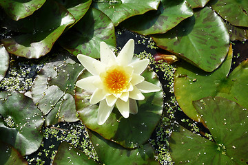 Image showing Water Lilly 