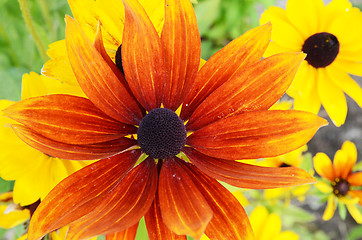 Image showing Rudbeckia Flowers 