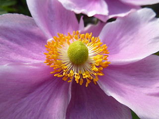 Image showing Close Up Japanese Anemone