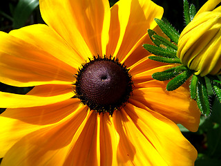 Image showing Rudbeckia Flower 