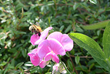 Image showing Bee On Snapdragon Flower