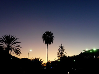 Image showing Silhouetted Palm Tree